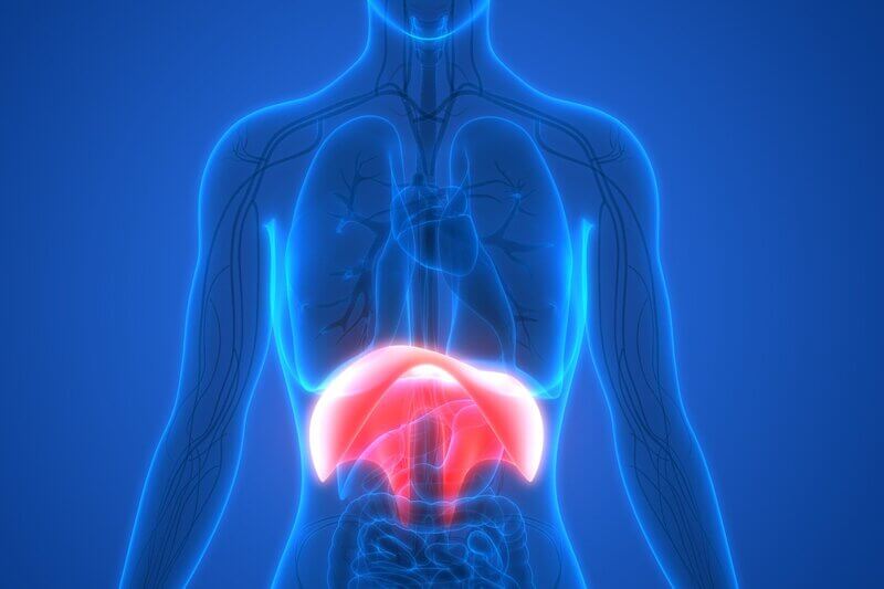 Localisation du diaphragme dans le corps
